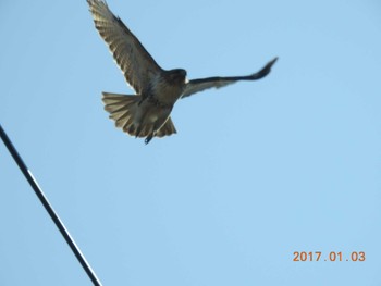 Eastern Buzzard 涸沼 Tue, 1/3/2017