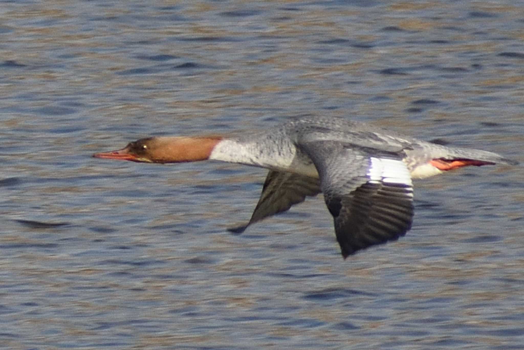 Common Merganser