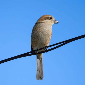 Bull-headed Shrike Isanuma Fri, 2/5/2021