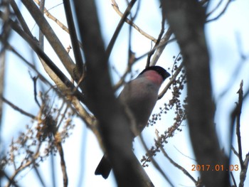 ウソ 涸沼 2017年1月3日(火)