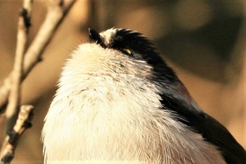 Long-tailed Tit 近所 Sun, 1/27/2013