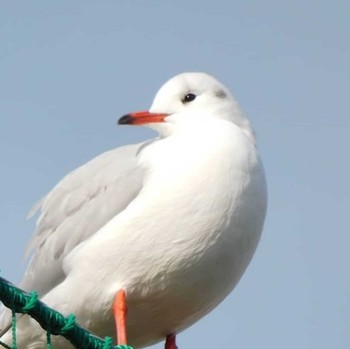 ユリカモメ 隅田川 2020年12月30日(水)