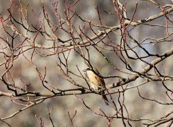 Bull-headed Shrike Kitamoto Nature Observation Park Thu, 3/11/2021