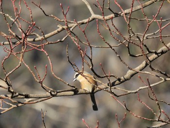 Bull-headed Shrike Kitamoto Nature Observation Park Thu, 3/11/2021