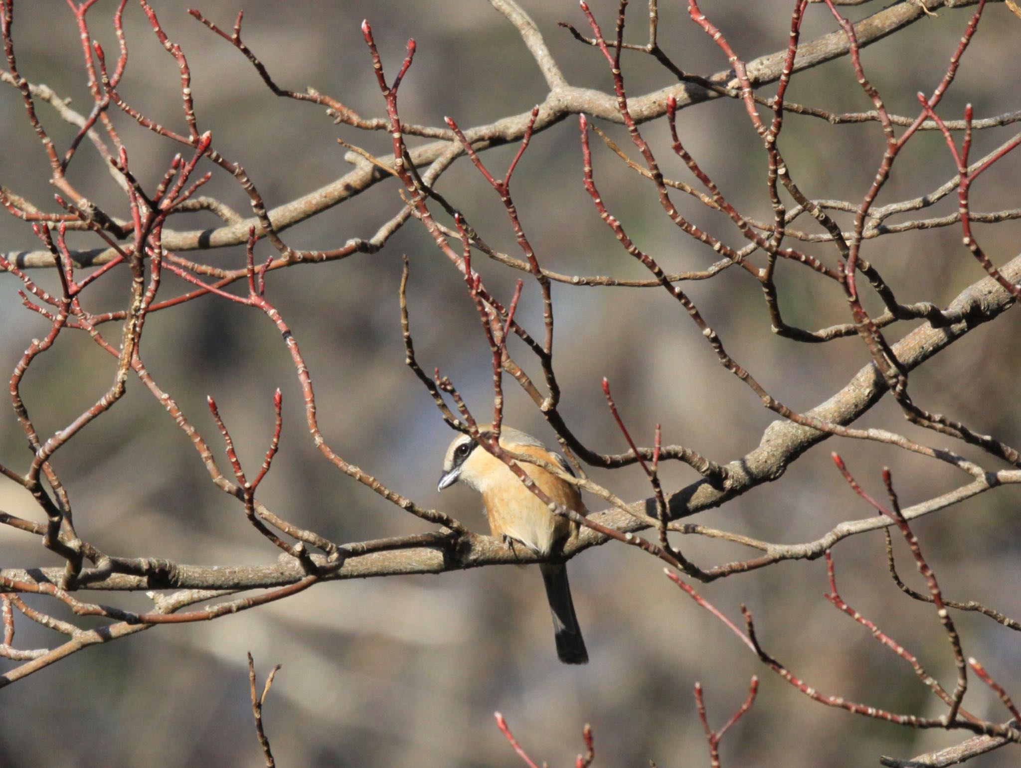 Photo of Bull-headed Shrike at Kitamoto Nature Observation Park by masahiro