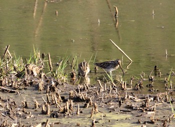 タシギ 北本自然観察公園 2021年3月11日(木)