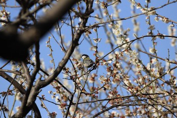 シジュウカラ 北本自然観察公園 2021年3月11日(木)