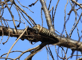 Japanese Pygmy Woodpecker Kitamoto Nature Observation Park Thu, 3/11/2021