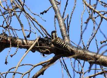 Japanese Pygmy Woodpecker Kitamoto Nature Observation Park Thu, 3/11/2021