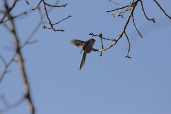 Long-tailed Tit Kitamoto Nature Observation Park Thu, 3/11/2021