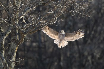 Ural Owl Unknown Spots Sun, 1/10/2021