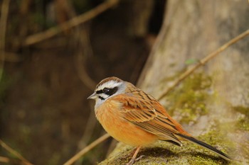 2021年3月11日(木) 早戸川林道の野鳥観察記録