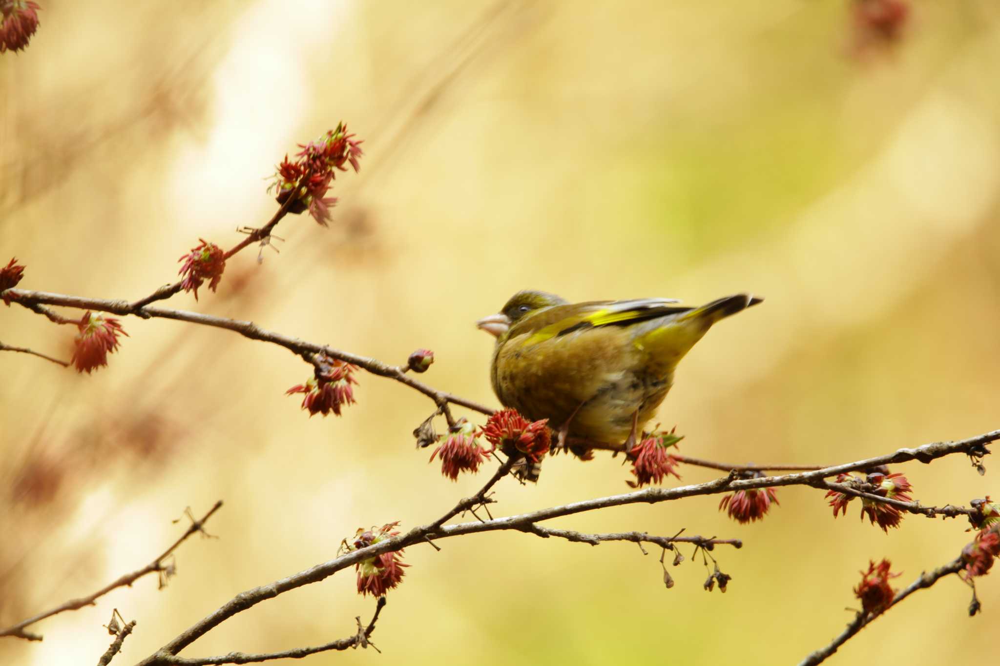 カワラヒワ