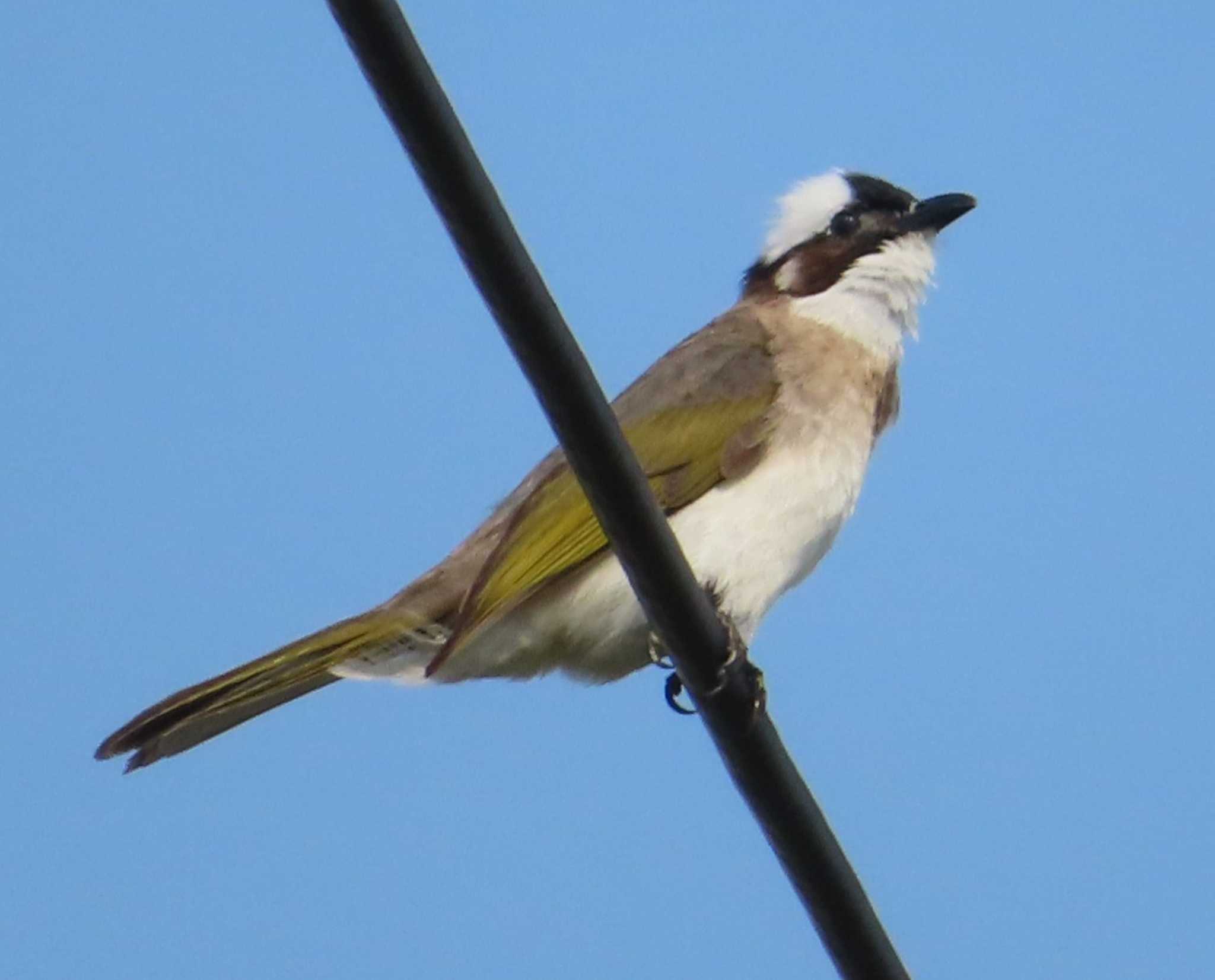 Light-vented Bulbul