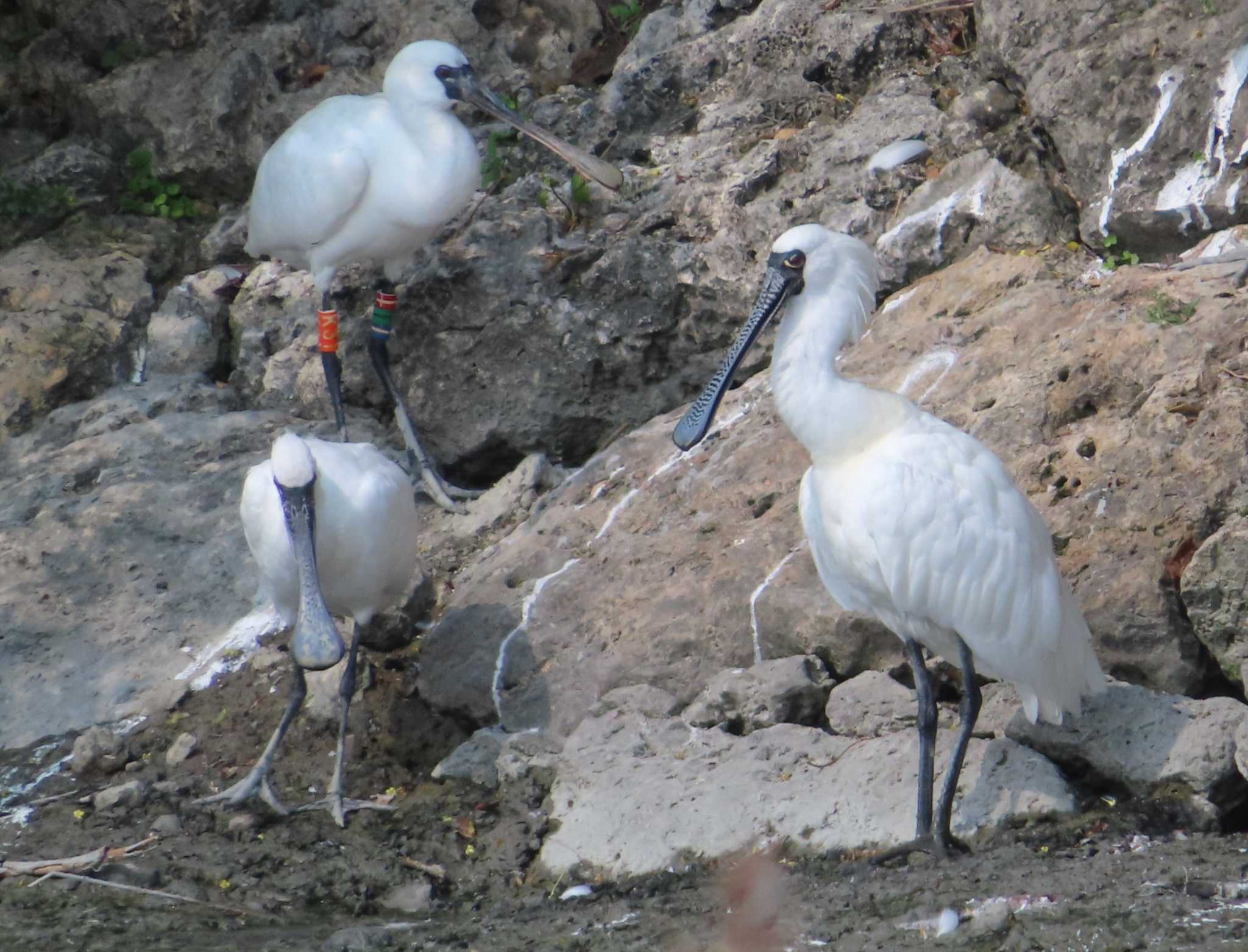 Photo of Black-faced Spoonbill at 与根の三角池 by ゆ