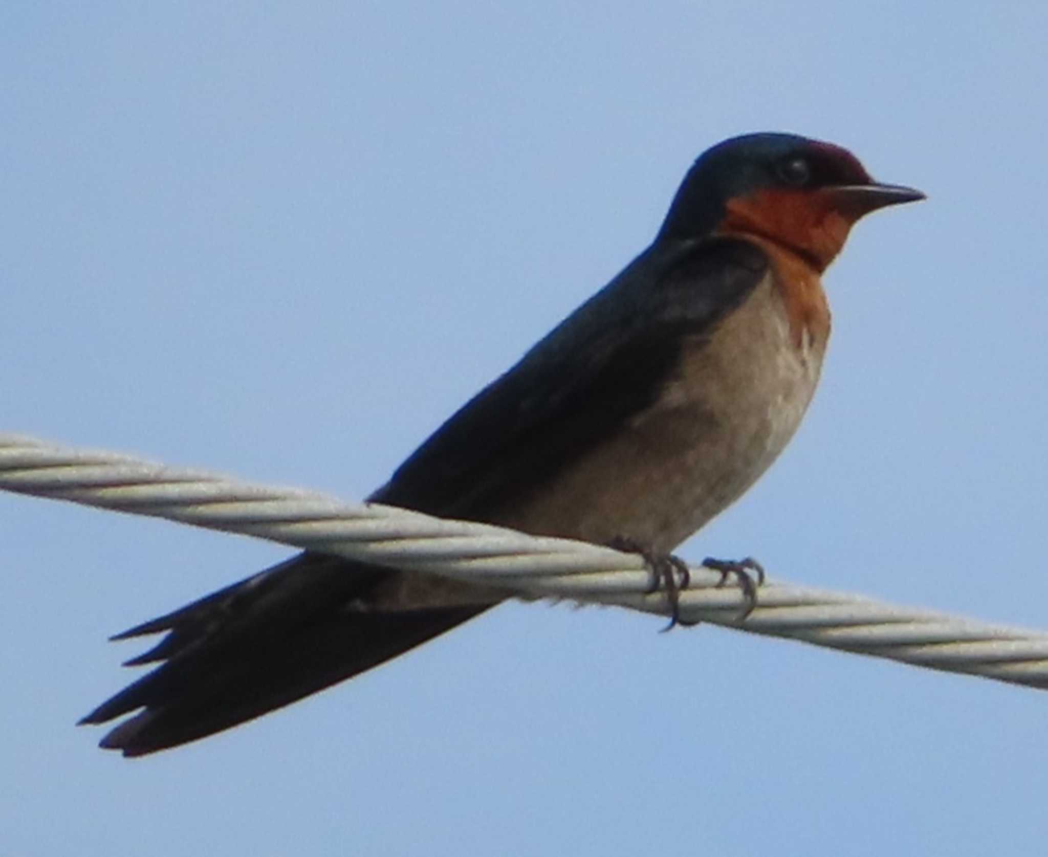 Pacific Swallow