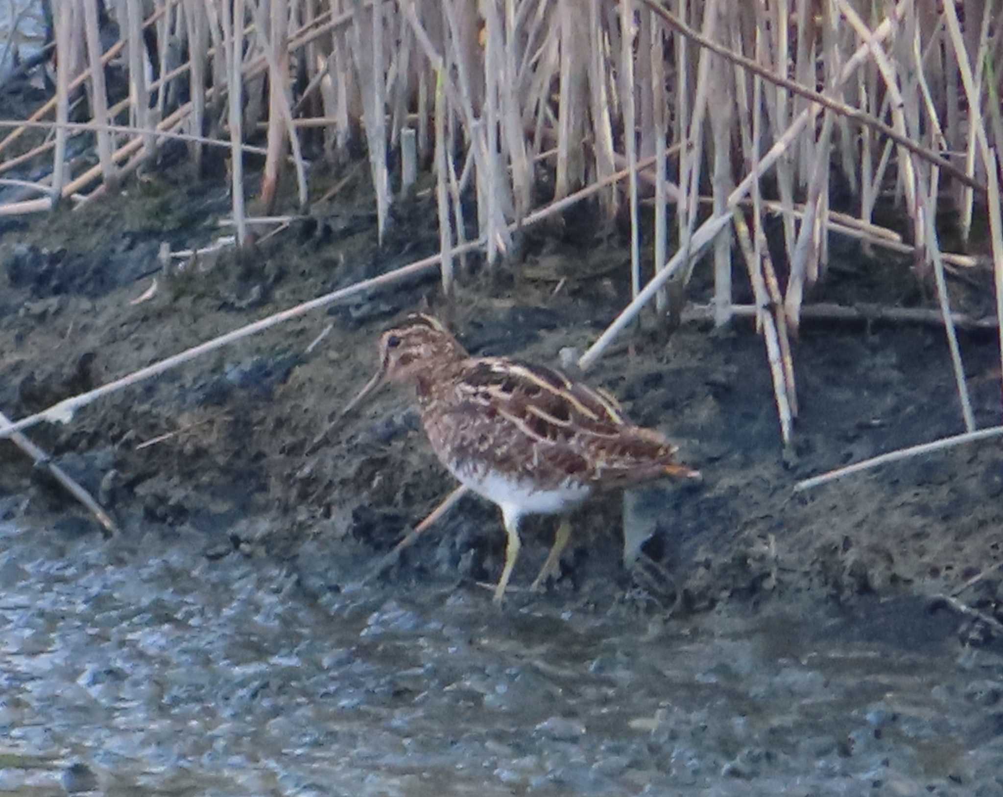 Photo of Common Snipe at 与根の三角池 by ゆ