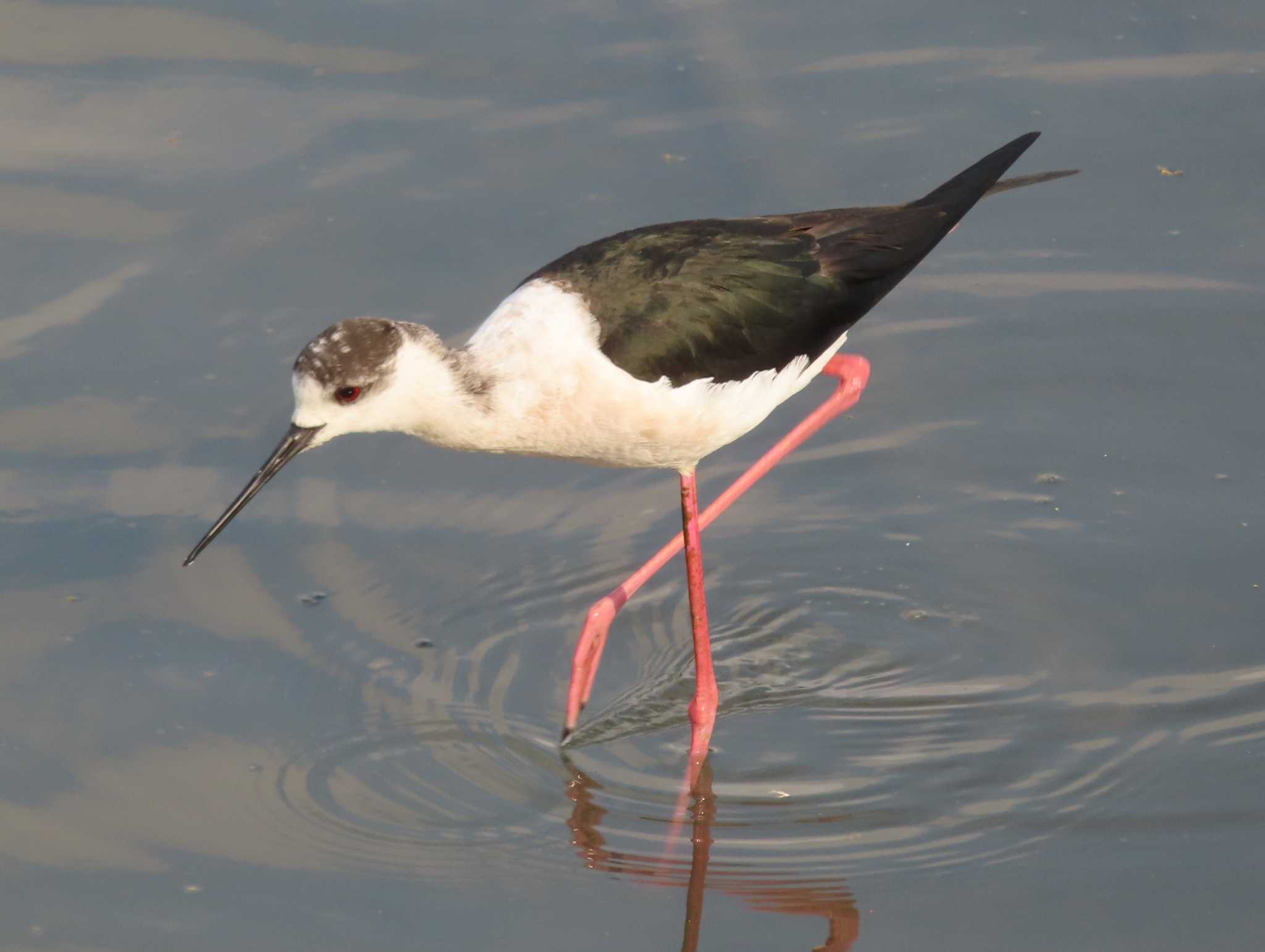 Black-winged Stilt