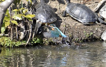 カワセミ 京都植物園 2021年3月8日(月)