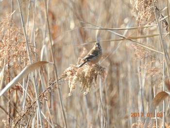 Siberian Long-tailed Rosefinch 涸沼 Tue, 1/3/2017