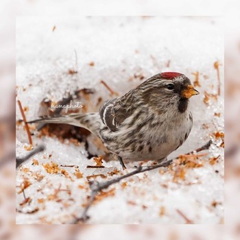 Common Redpoll 北海道 Unknown Date