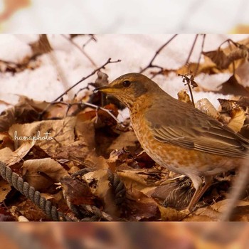 Naumann's Thrush Unknown Spots Unknown Date