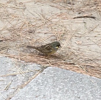 Masked Bunting Kasai Rinkai Park Sun, 1/29/2017