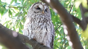 Ural Owl Unknown Spots Unknown Date