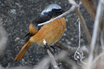 ジョウビタキ 庄内川 2021年3月11日(木)