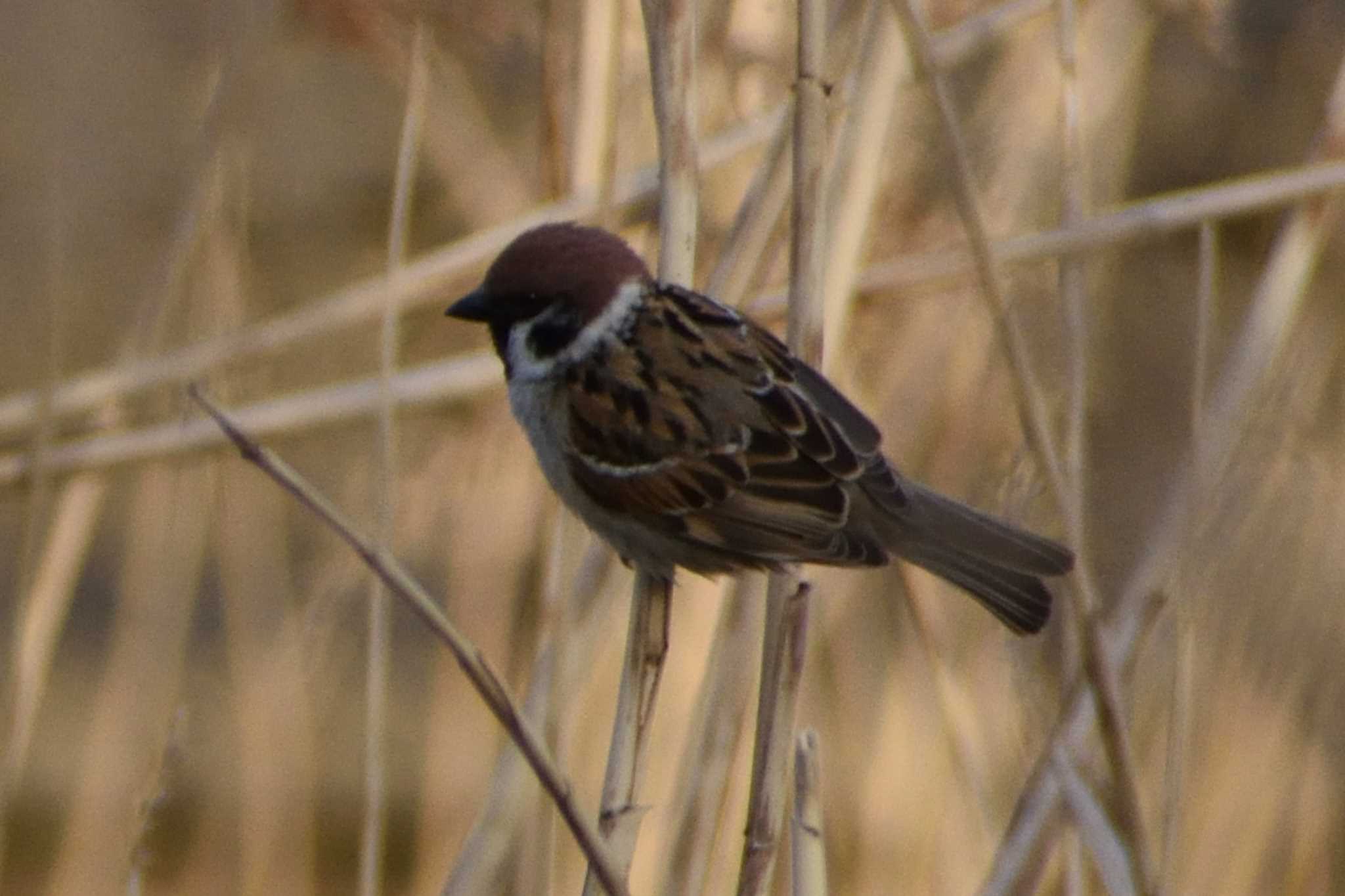 Eurasian Tree Sparrow