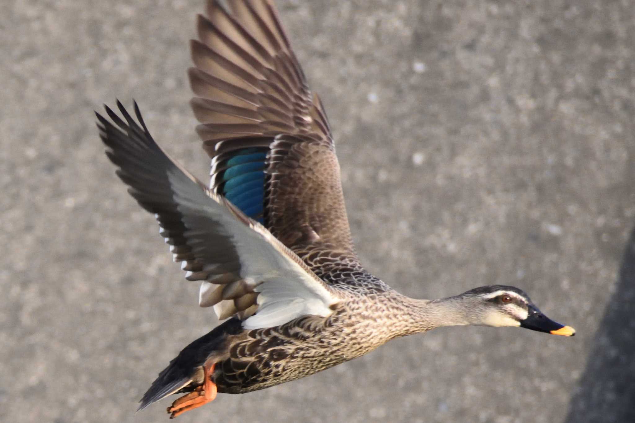 Photo of Eastern Spot-billed Duck at 庄内川 by よつくん