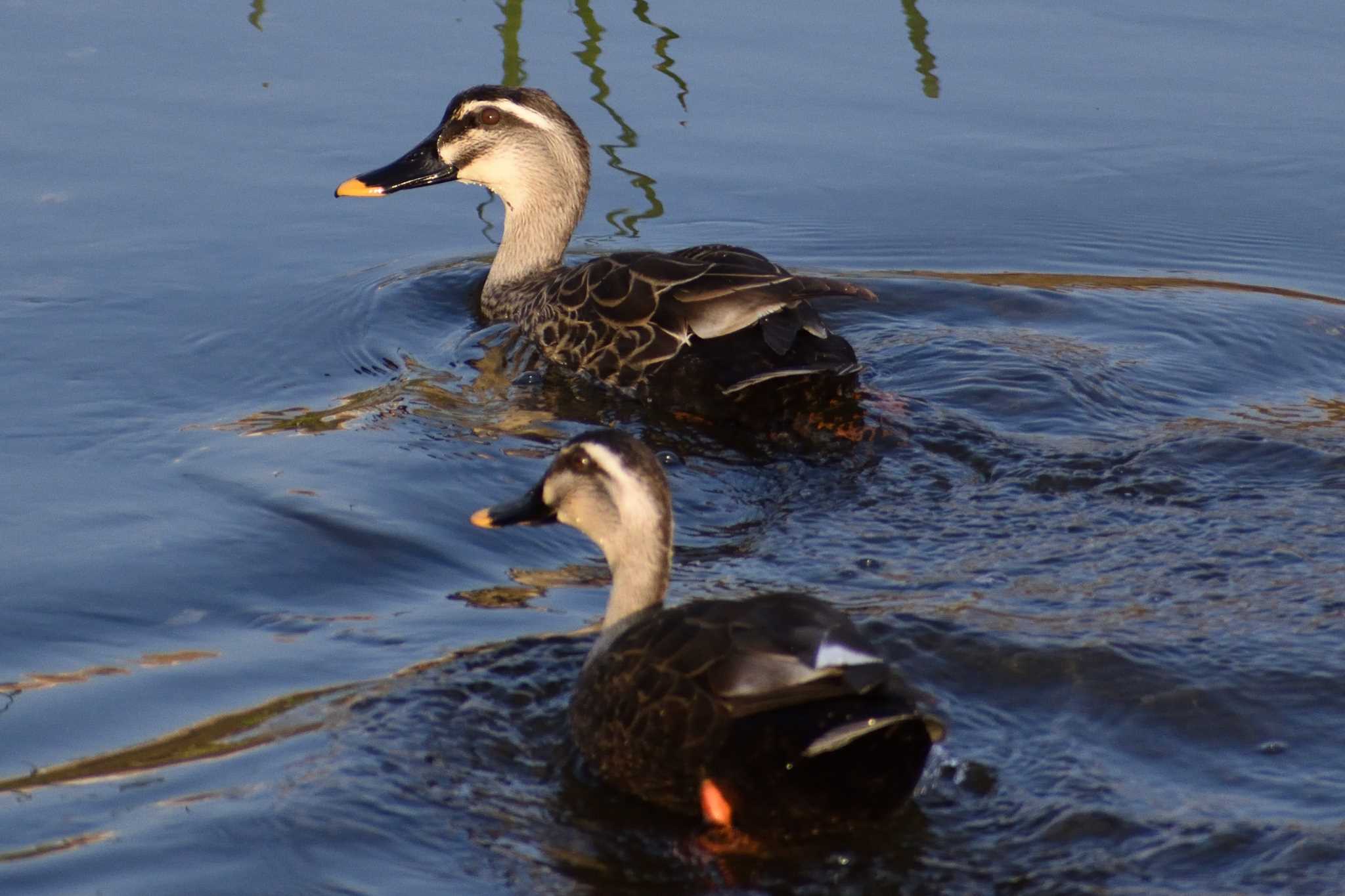 Eastern Spot-billed Duck