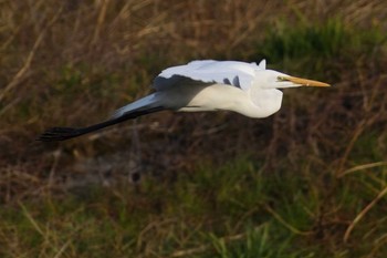 チュウサギ 庄内川 2021年3月11日(木)