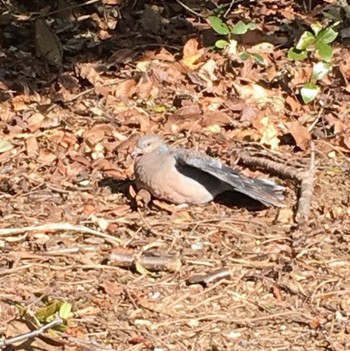 Oriental Turtle Dove Kasai Rinkai Park Sun, 1/29/2017