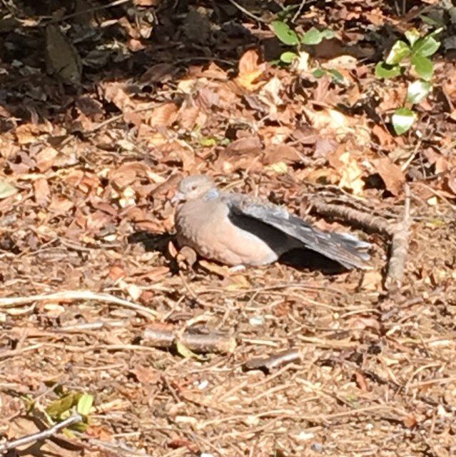 Photo of Oriental Turtle Dove at Kasai Rinkai Park by azuki