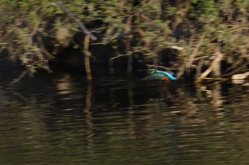 カワセミ 庄内川 2021年3月11日(木)