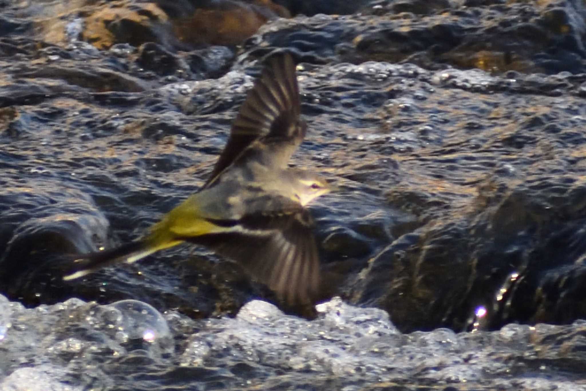 Grey Wagtail