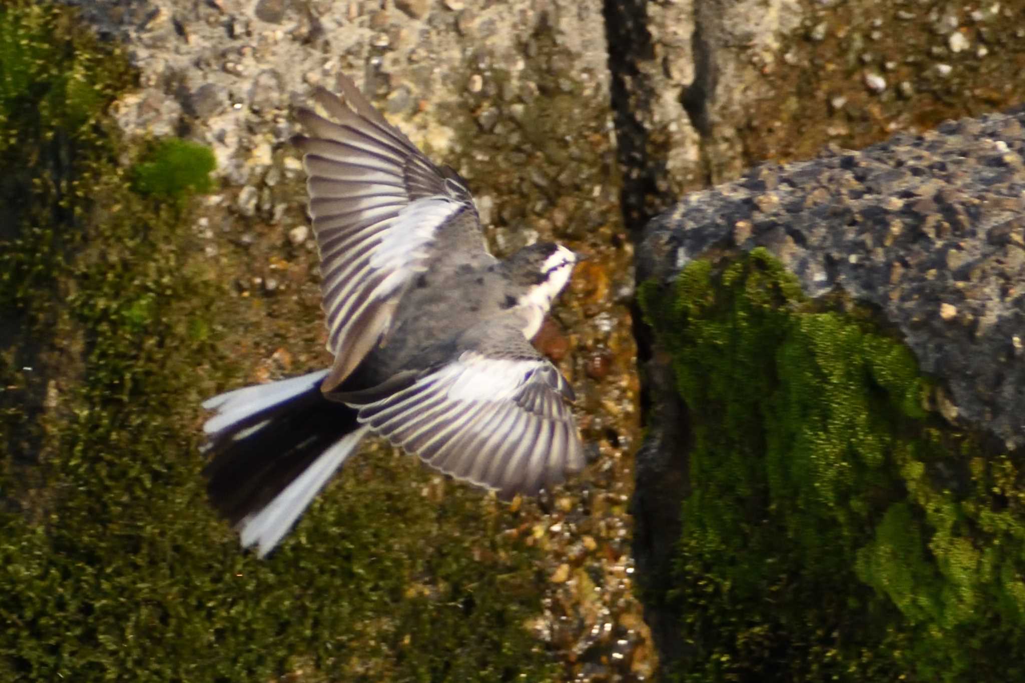 White Wagtail