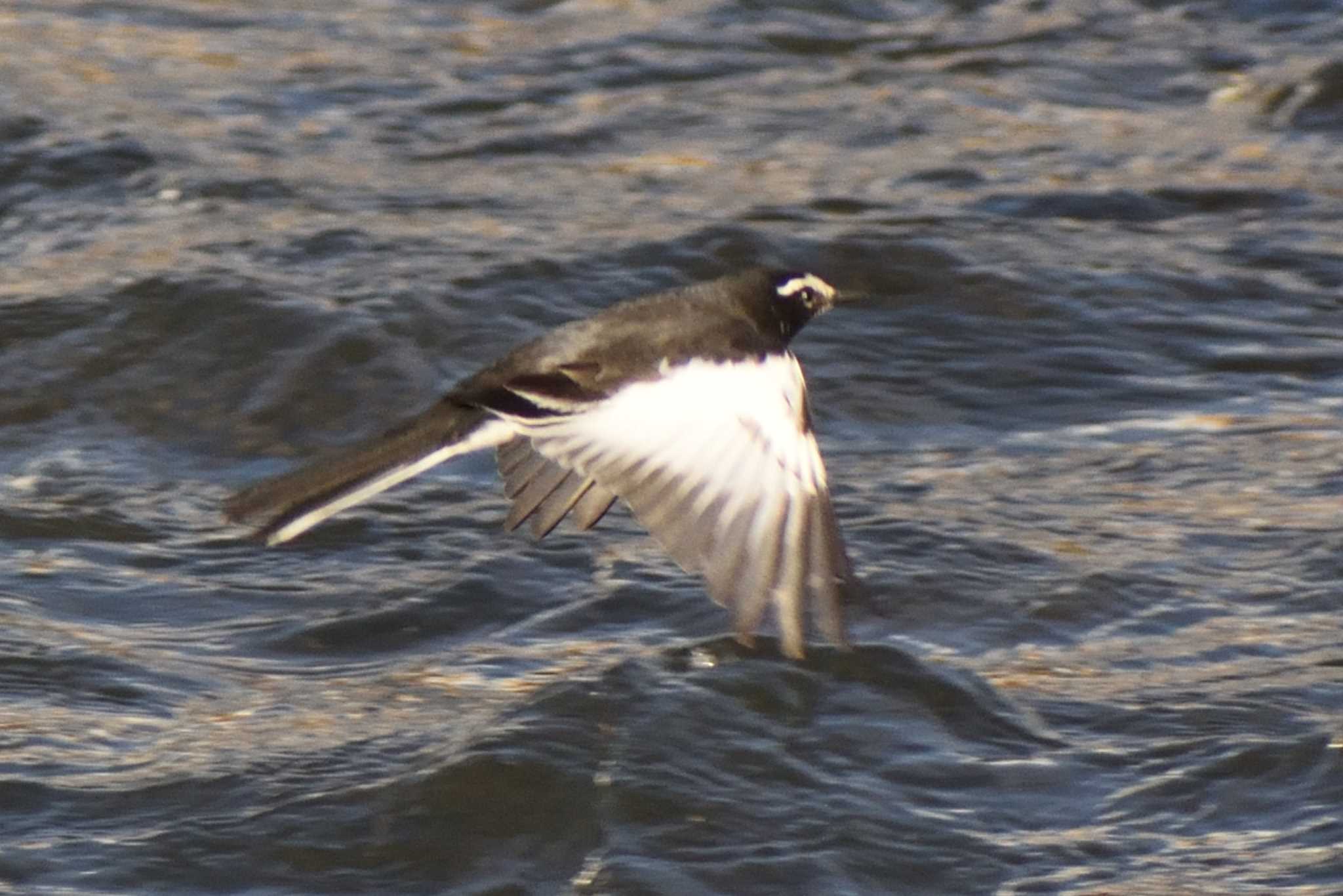 Japanese Wagtail