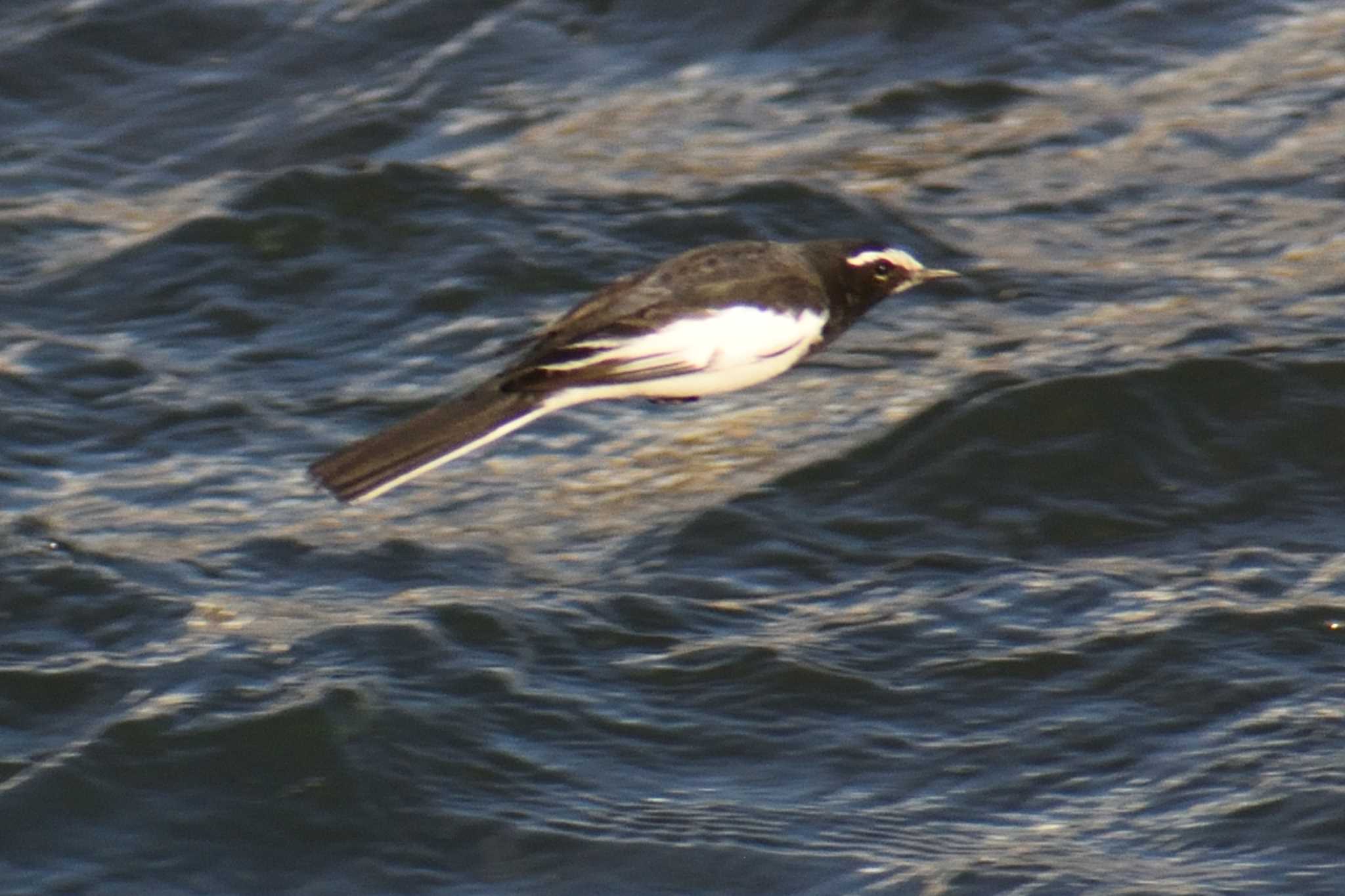 Japanese Wagtail