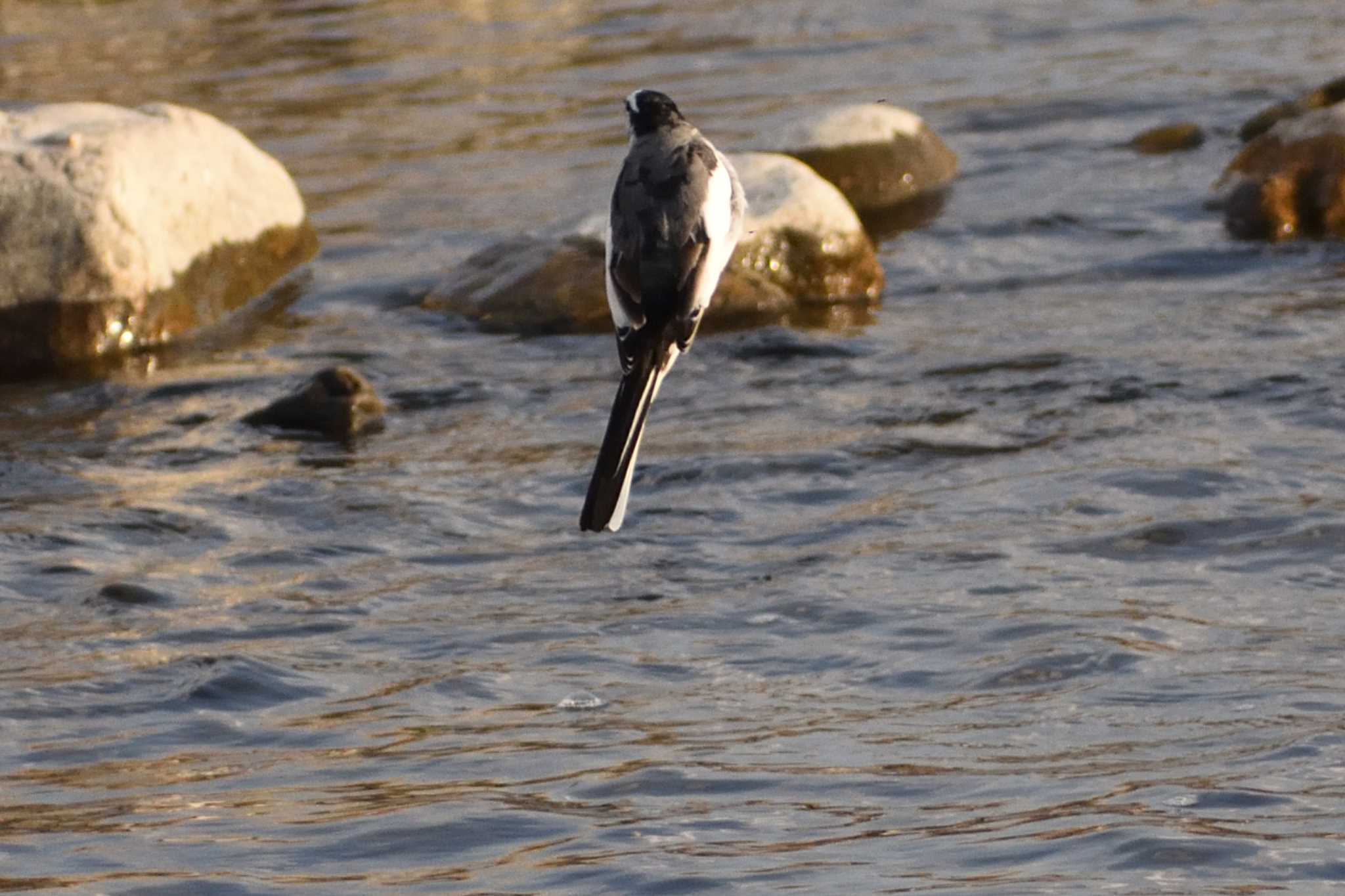 Japanese Wagtail