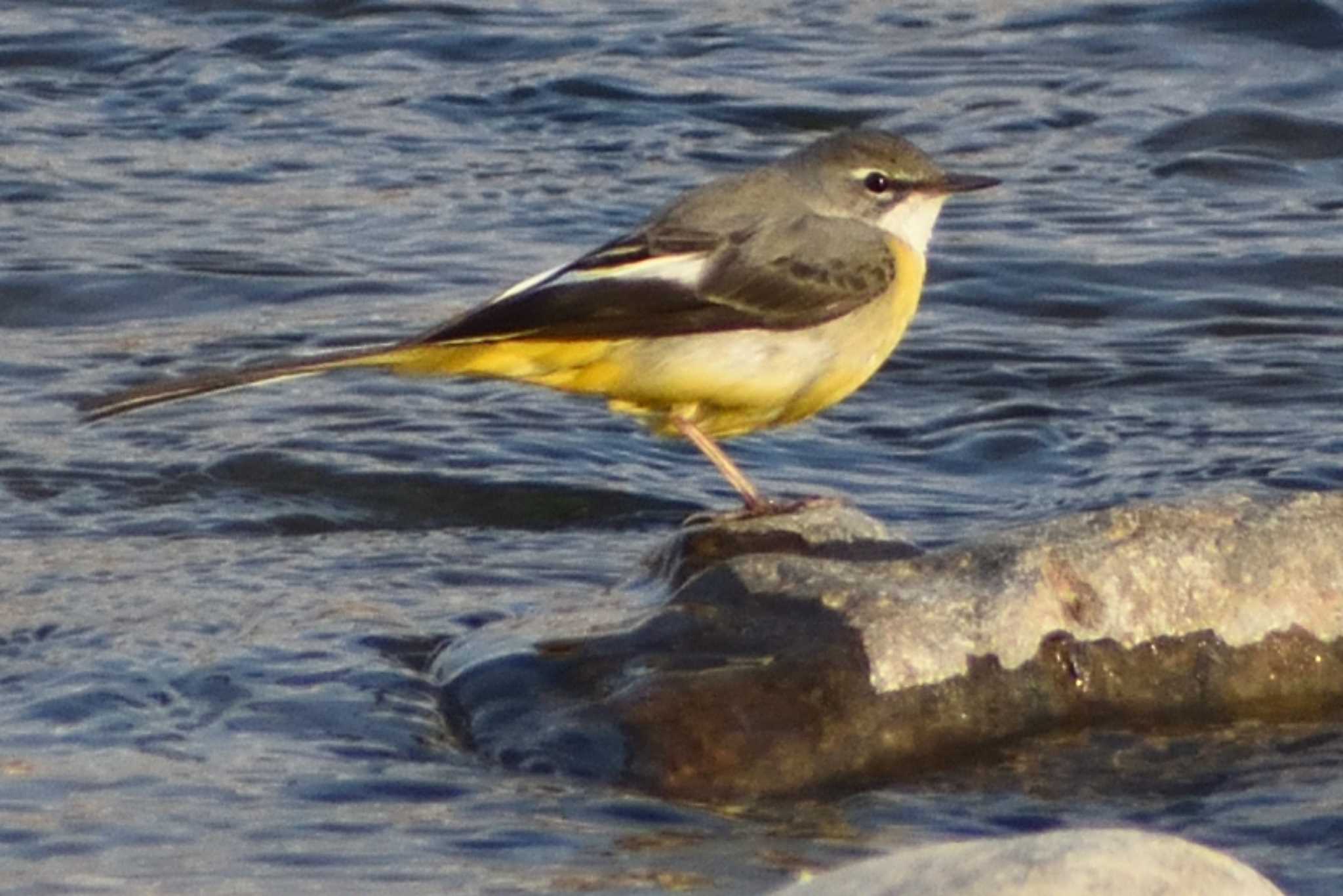 Grey Wagtail