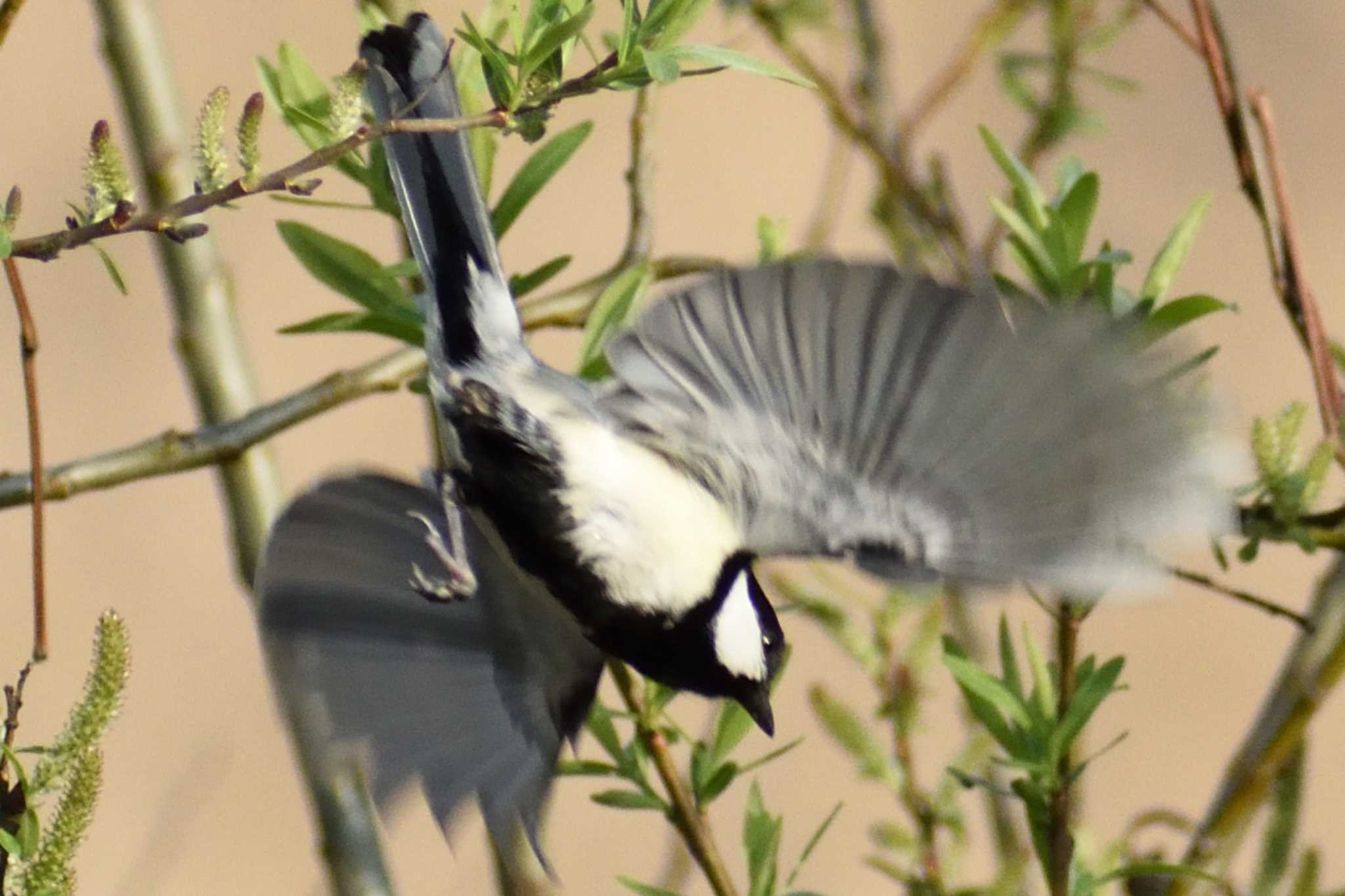 Japanese Tit