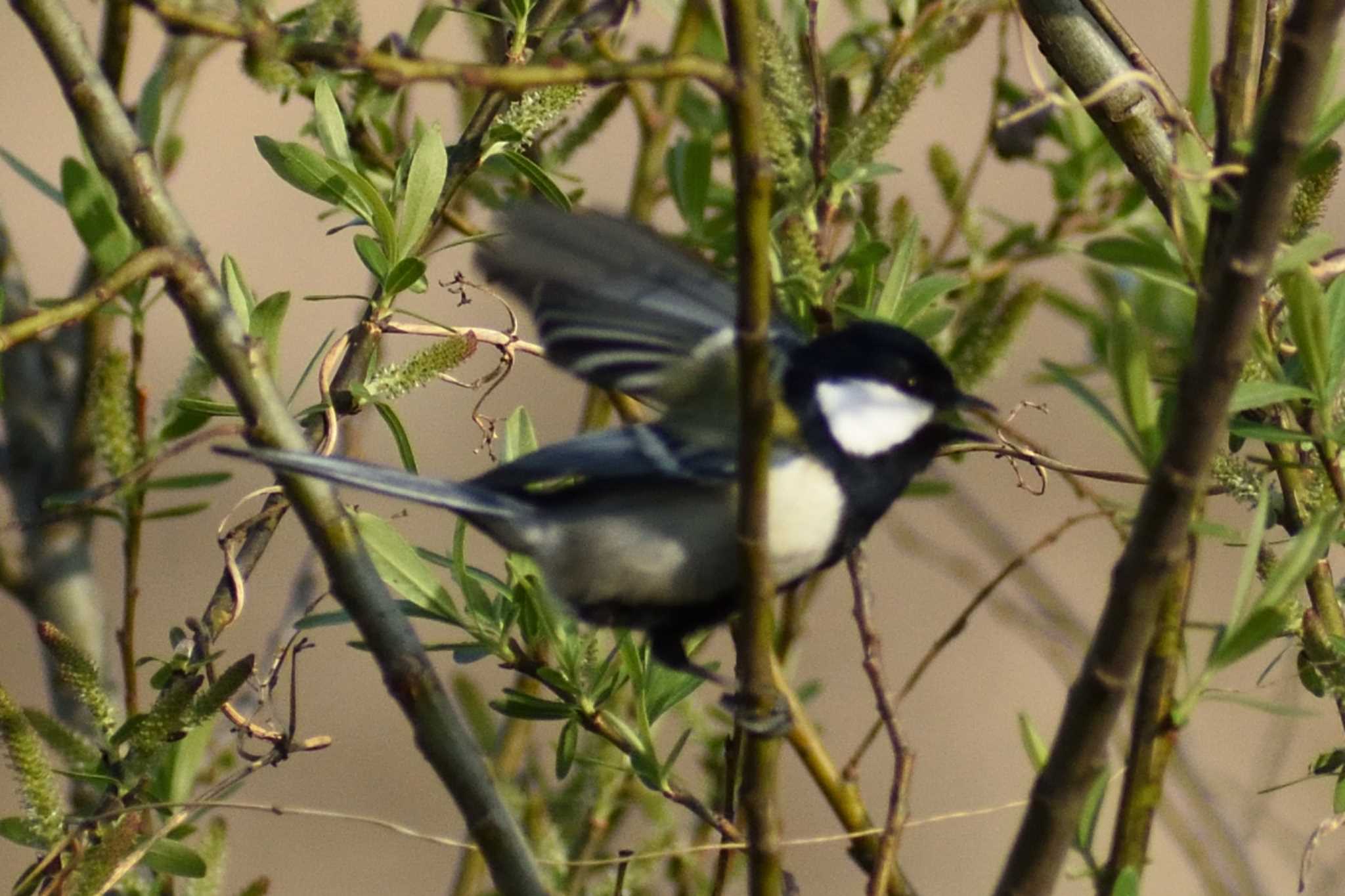 Japanese Tit