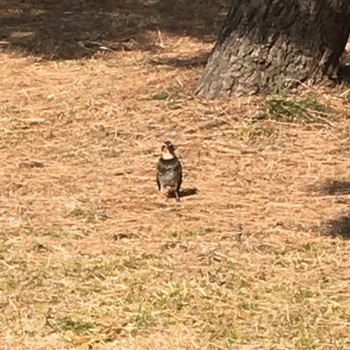 Sun, 1/29/2017 Birding report at Kasai Rinkai Park