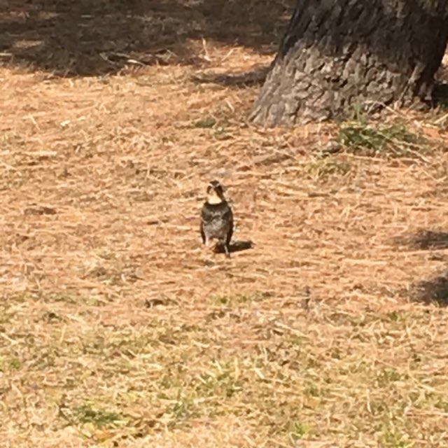 Photo of Dusky Thrush at Kasai Rinkai Park by azuki