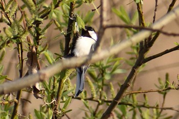 シジュウカラ 庄内川 2021年3月11日(木)