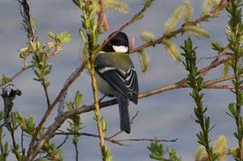 シジュウカラ 庄内川 2021年3月11日(木)