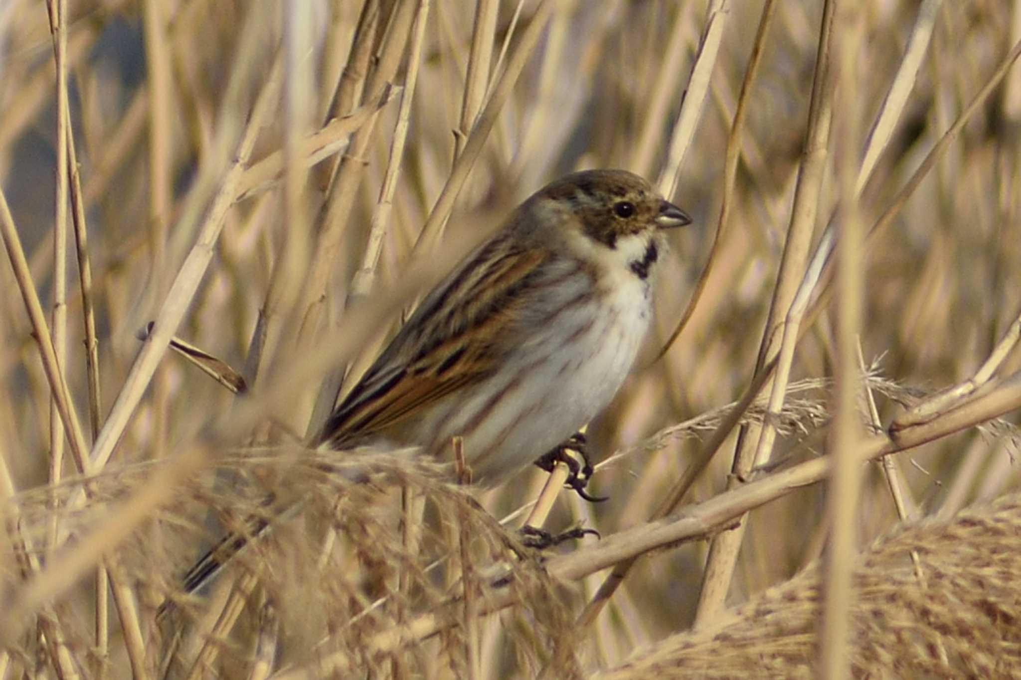 Common Reed Bunting