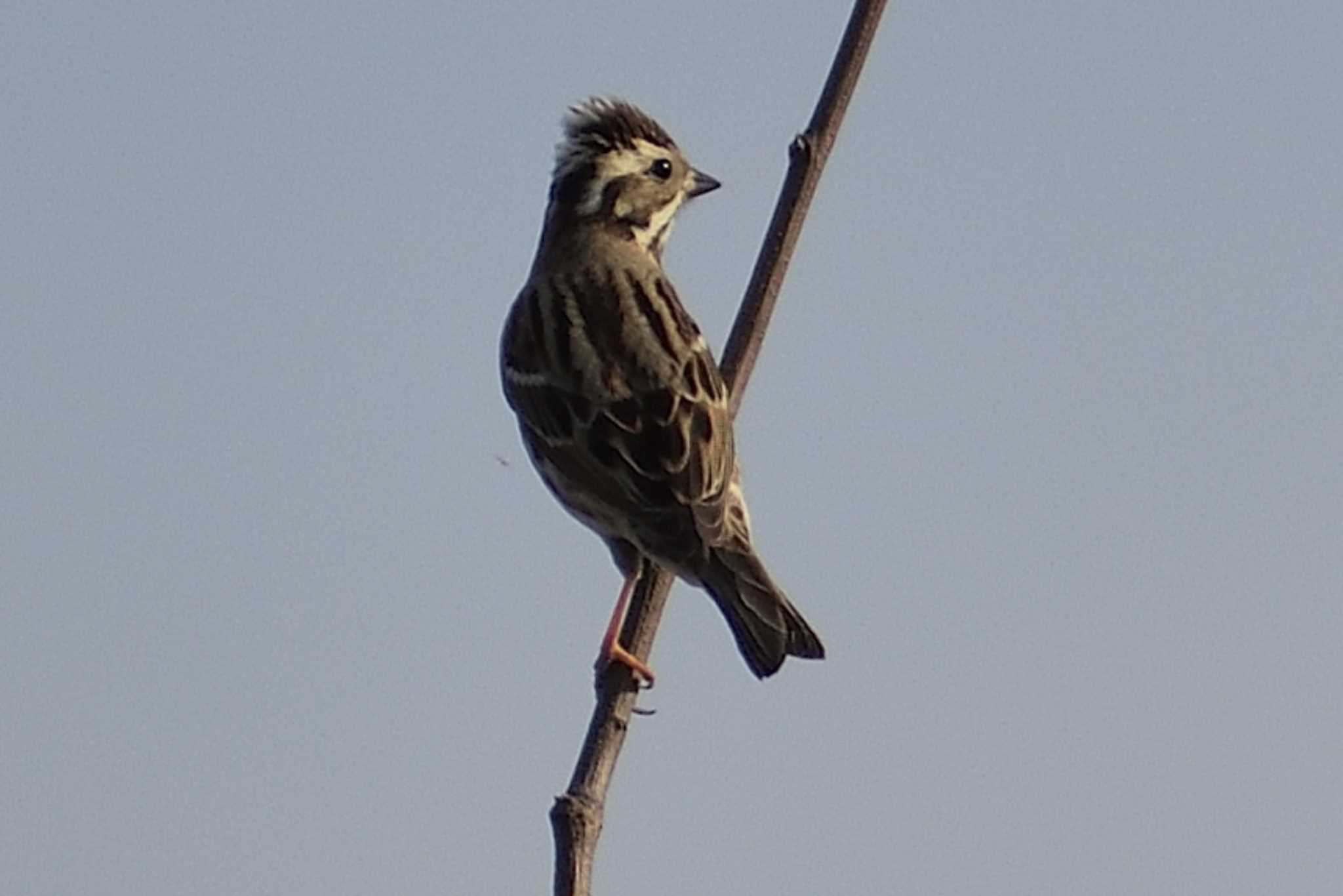 Photo of Rustic Bunting at 庄内川 by よつくん